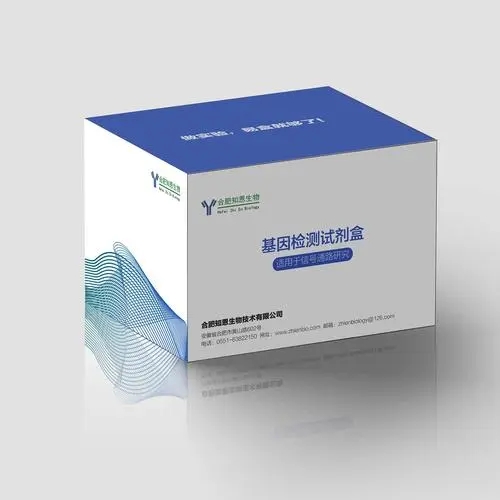  293T [HEK-293T](人胚肾细胞)