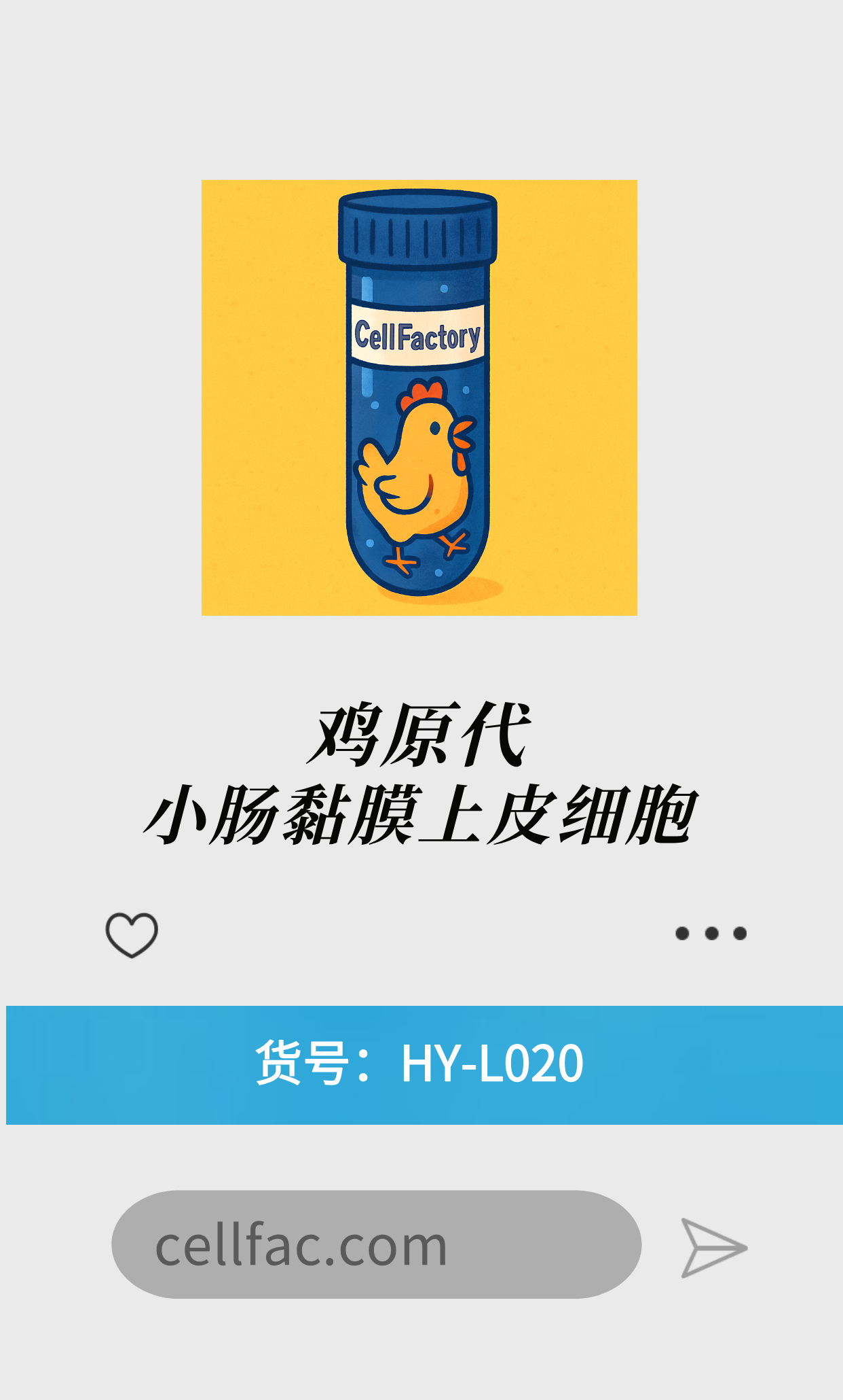  鸡原代小肠黏膜上皮细胞