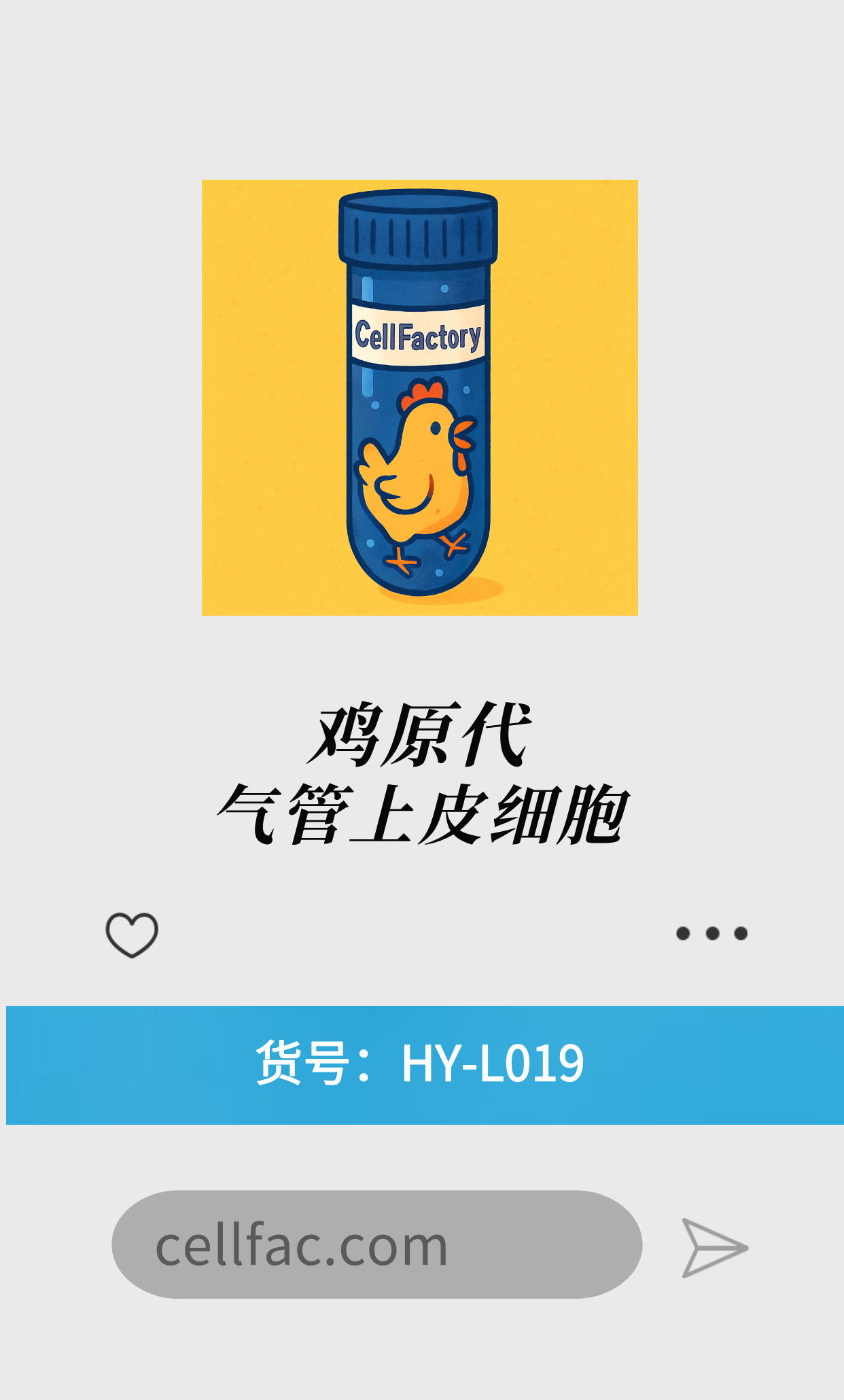  鸡原代气管上皮细胞