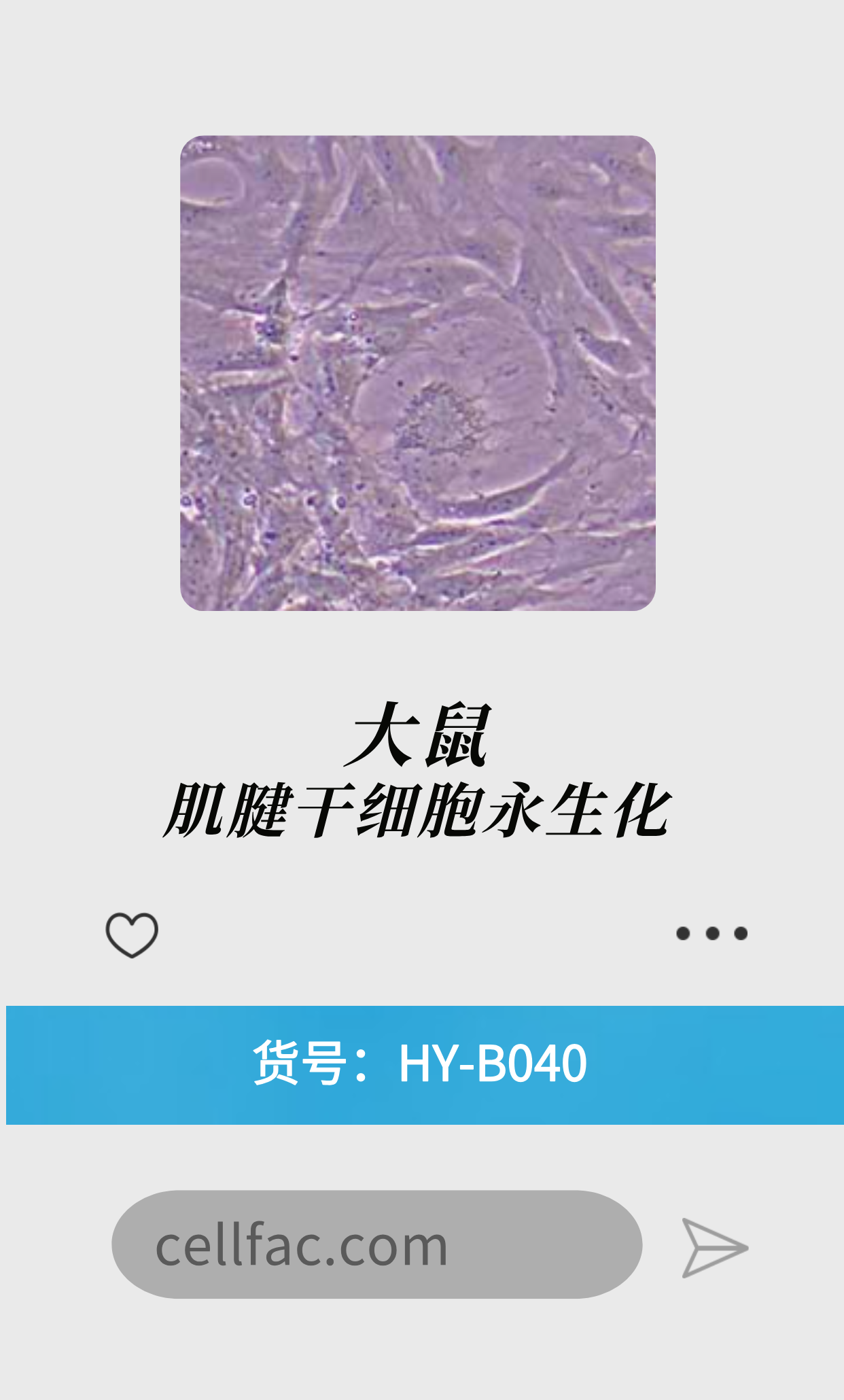  大鼠肌腱干细胞永生化