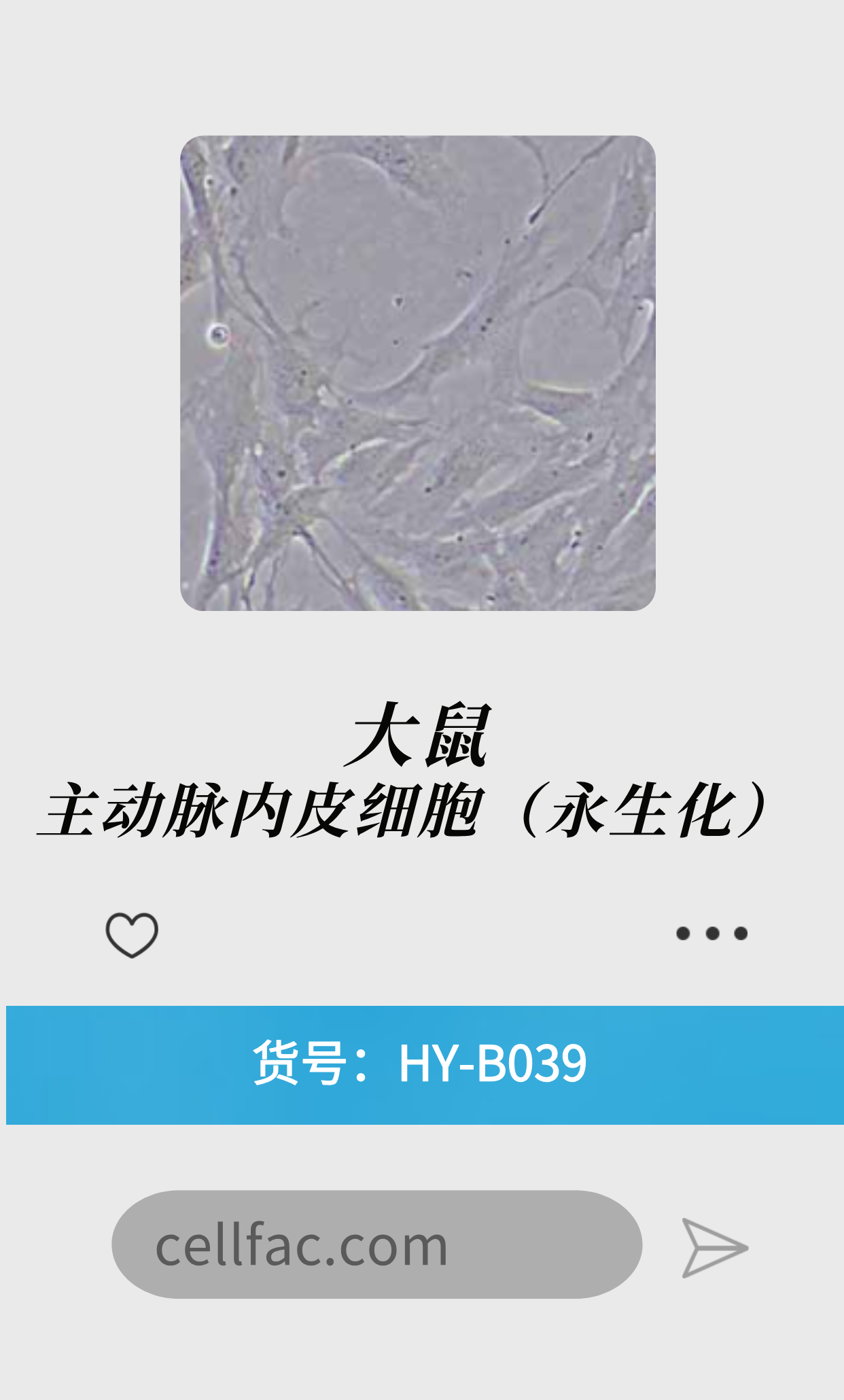  大鼠主动脉内皮细胞（永生化）