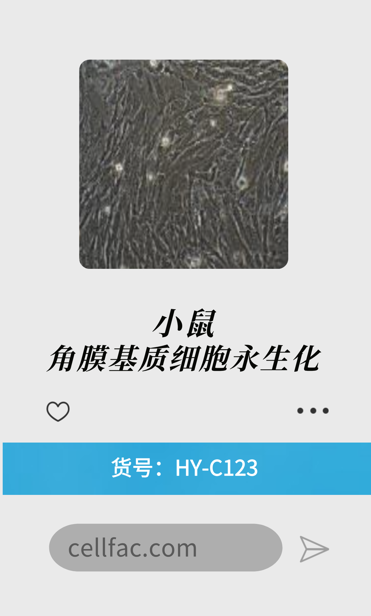  小鼠角膜基质细胞永生化