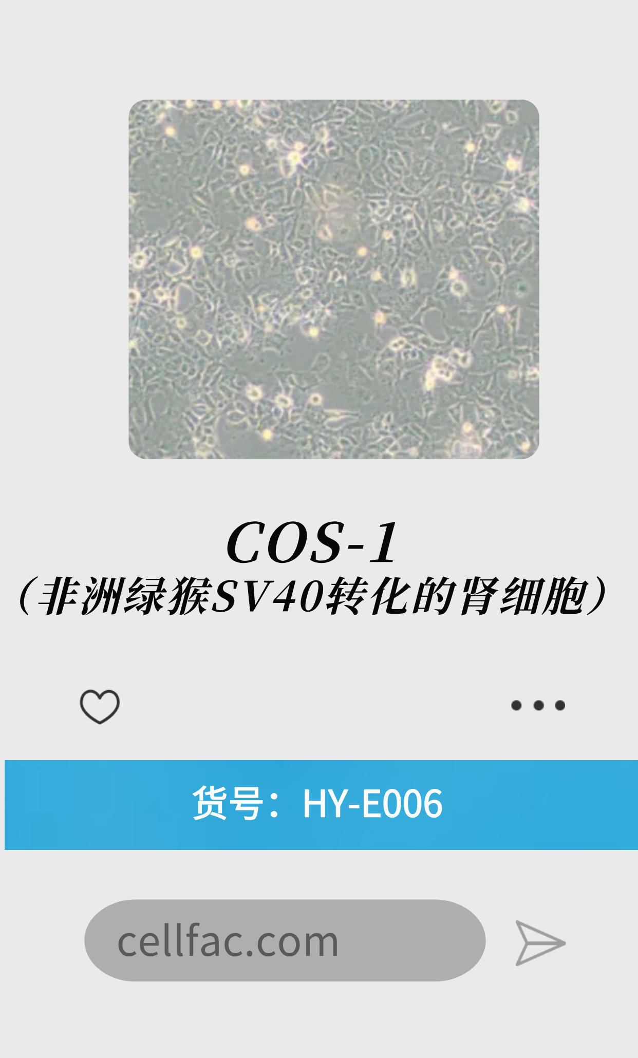  COS-1（非洲绿猴SV40转化的肾细胞）