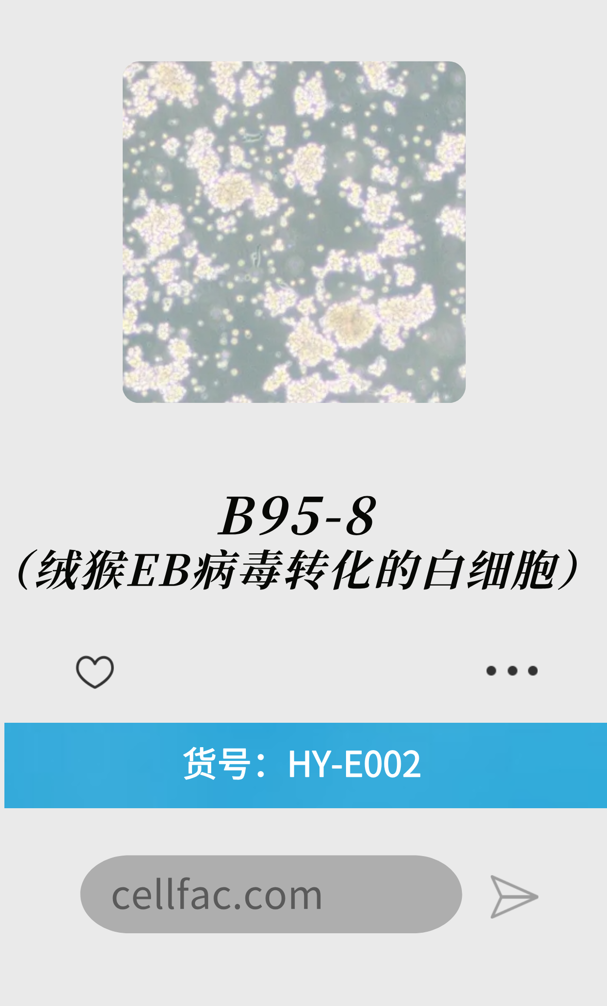  B95-8（绒猴EB病毒转化的白细胞）