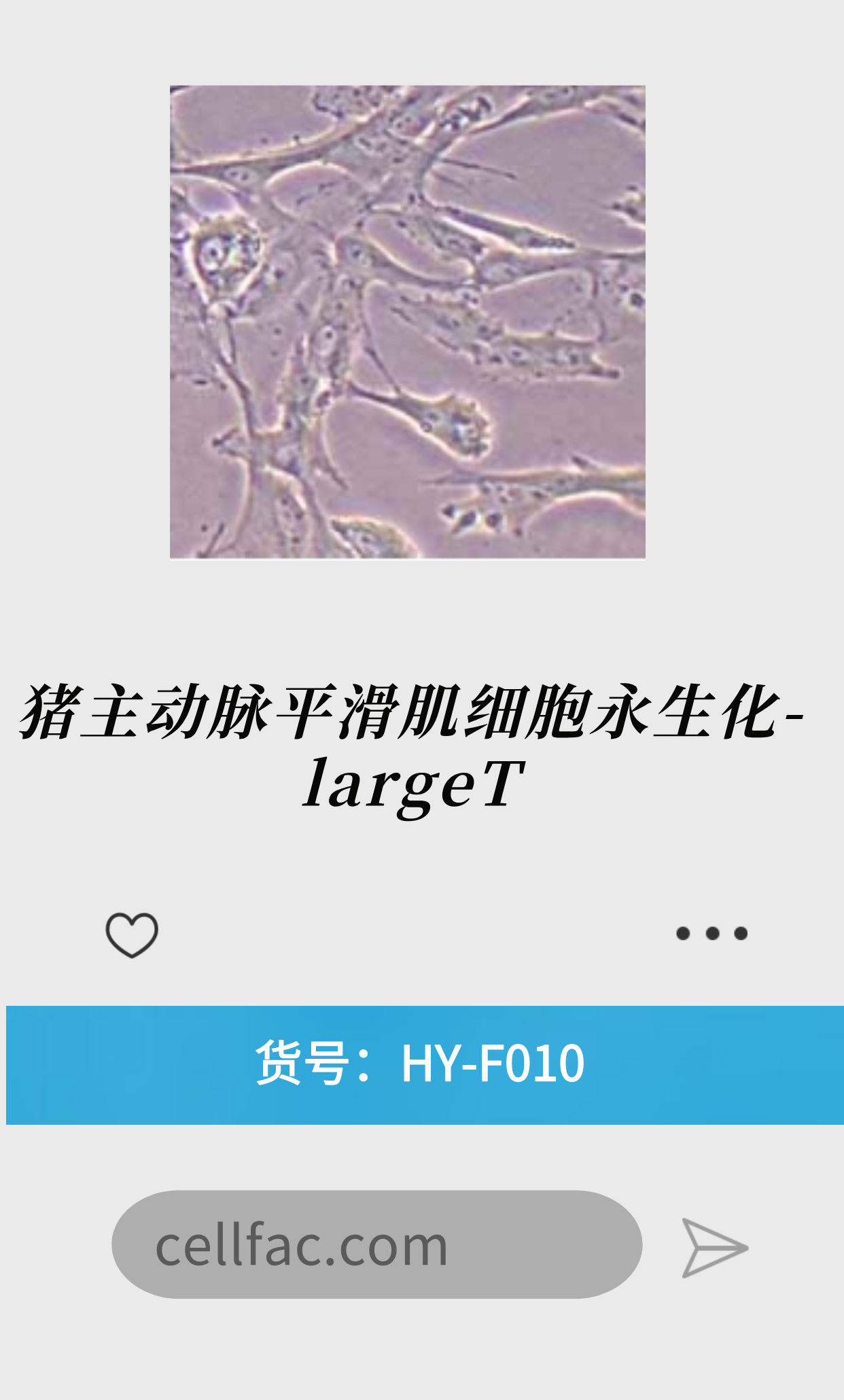  猪主动脉平滑肌细胞永生化-largeT