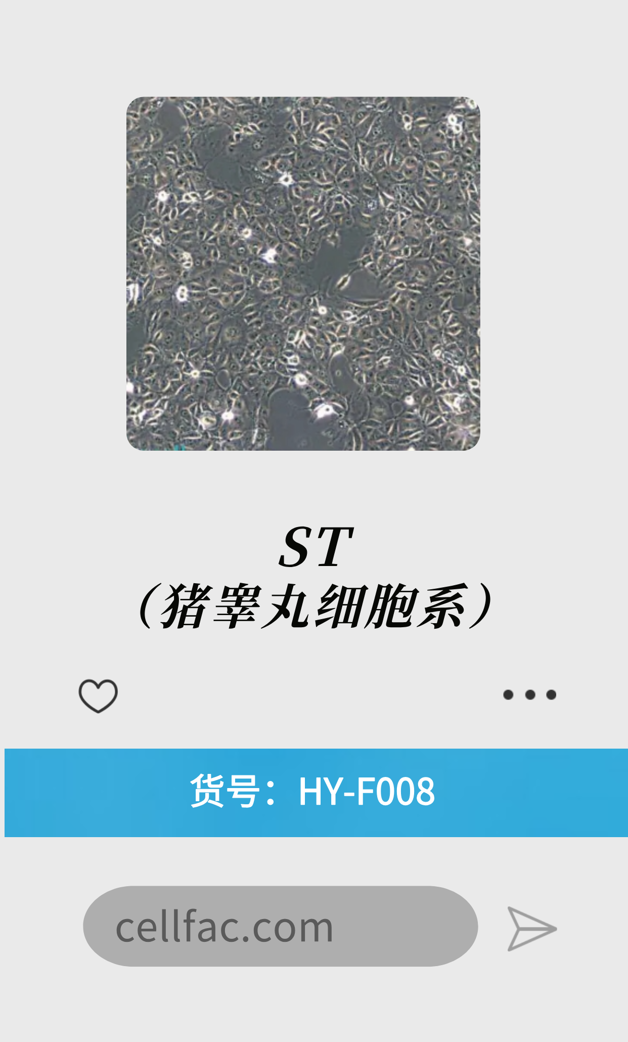  ST（猪睾丸细胞系）