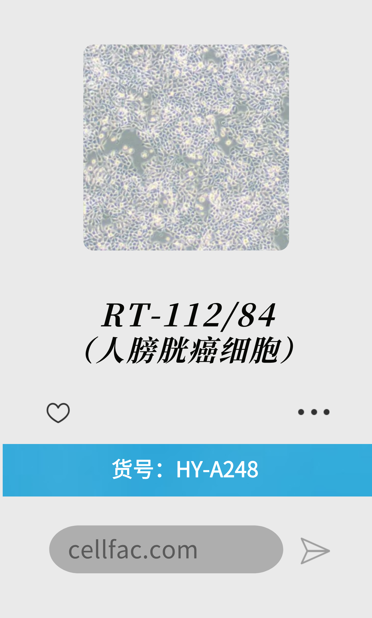 RT-112/84（人膀胱癌细胞）