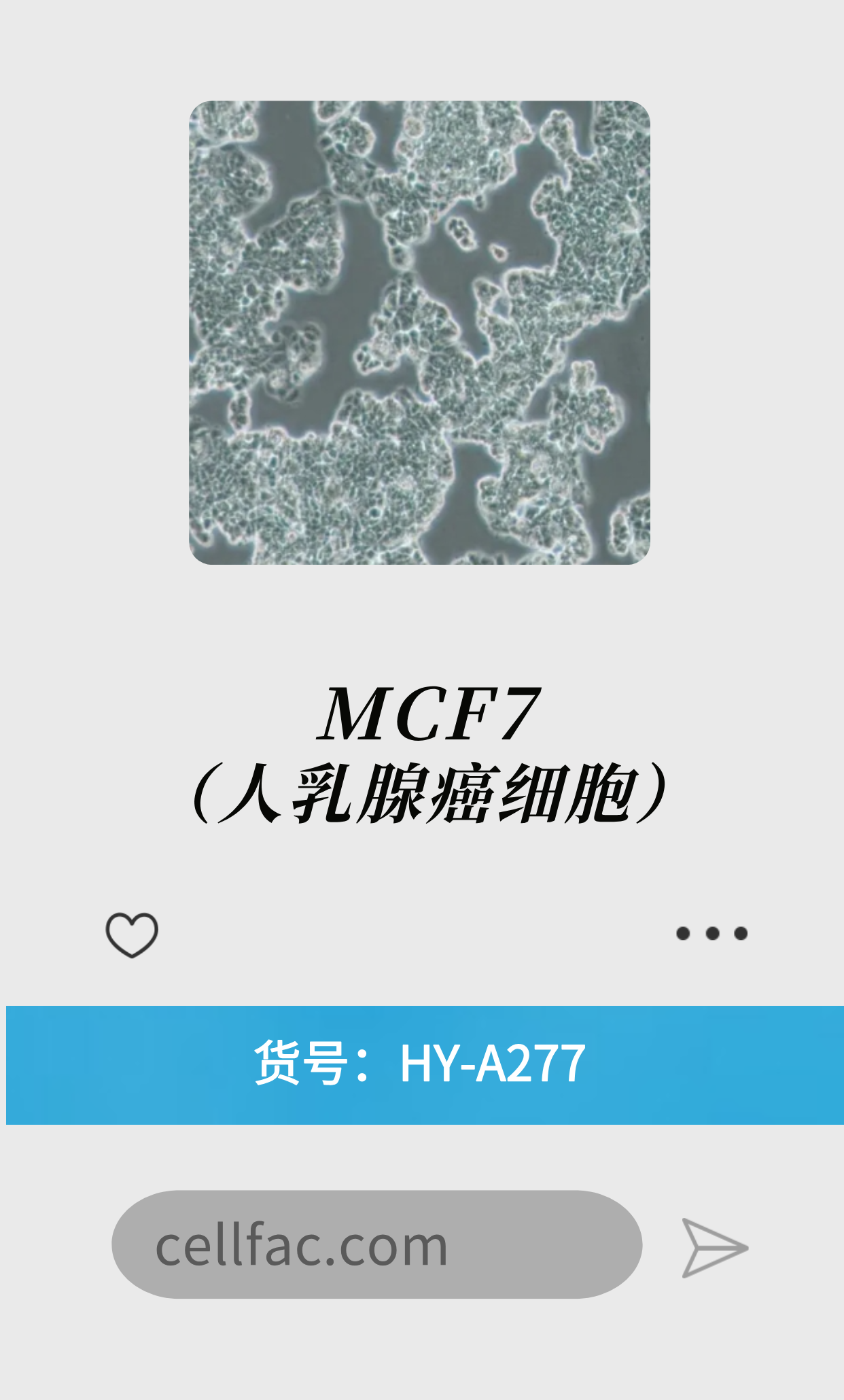 MCF-7（人乳腺癌细胞）