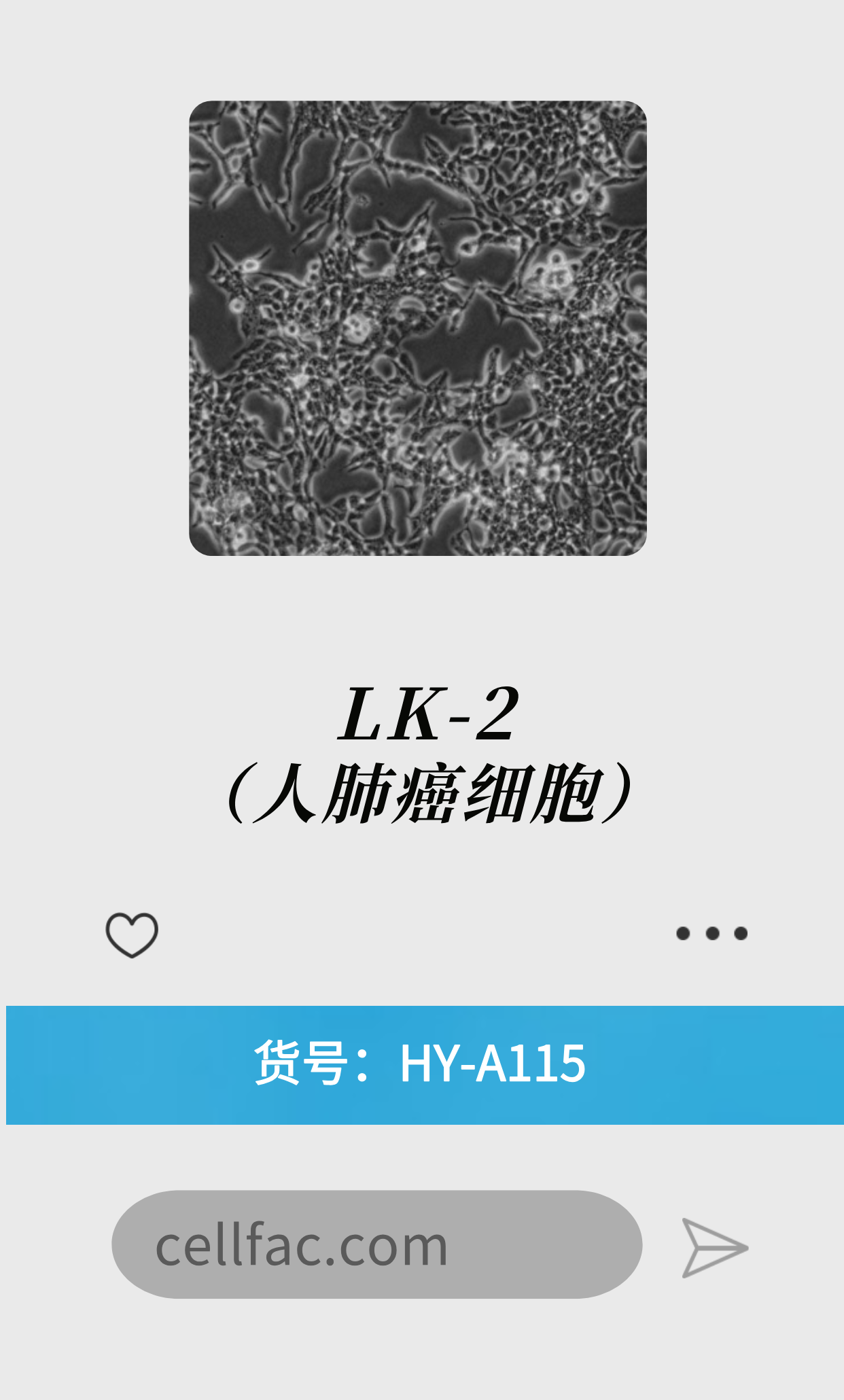 LK-2（人肺癌细胞）