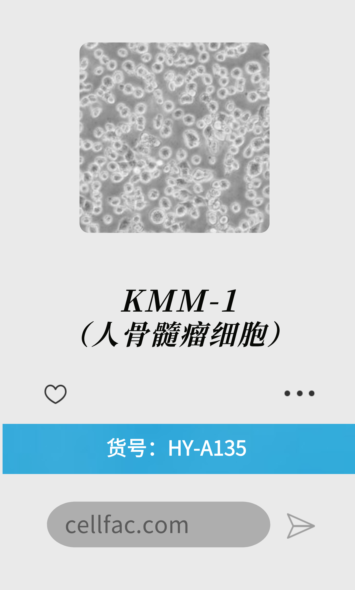 KMM-1（人骨髓瘤细胞）