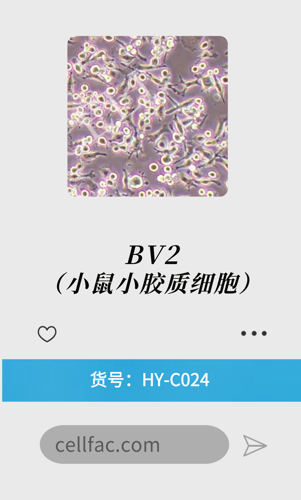 BV2（小鼠小胶质细胞）