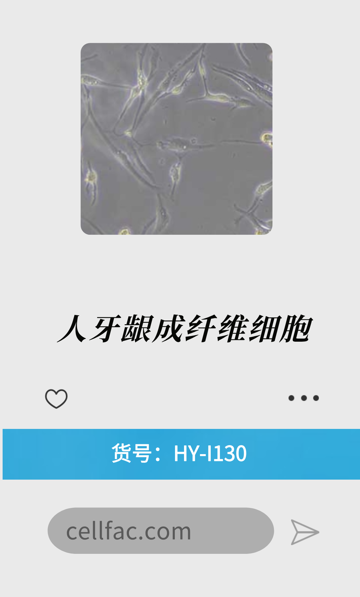  人牙龈成纤维细胞