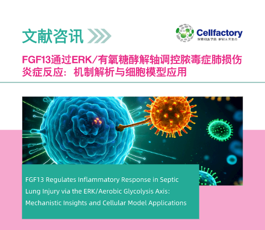 FGF13通过ERK/有氧糖酵解轴调控脓毒症肺损伤炎症反应：机制解析与细胞模型应用